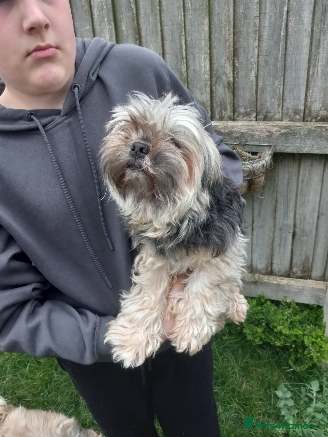 Lhasa Apso dogs for sale: Lhasa also pups - Advert 1