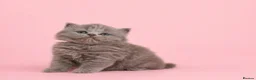 British Longhair cats for sale: Exceptional quality GCCF British Longhair  - Advert 1