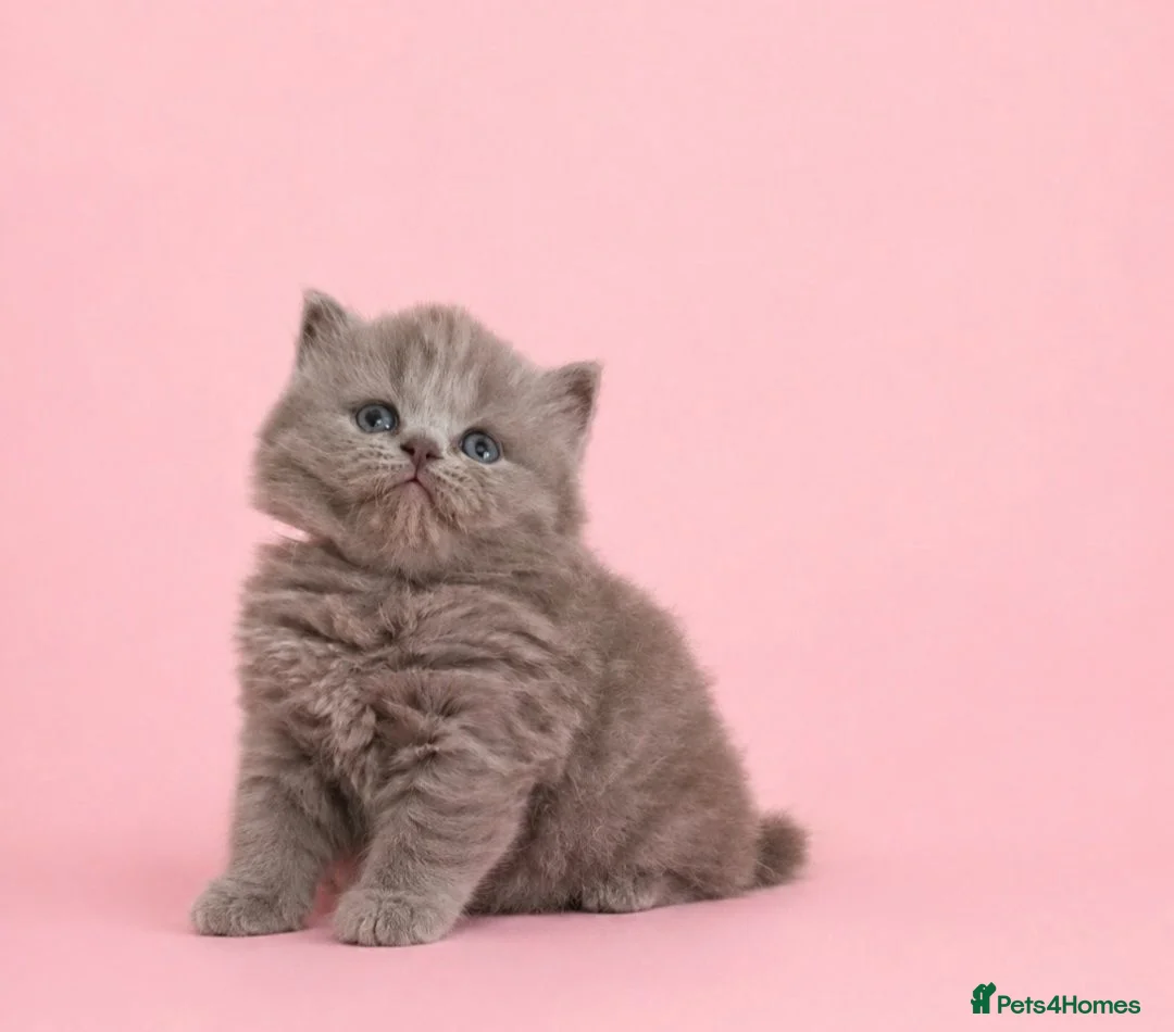 British Longhair cats for sale: Exceptional quality GCCF British Longhair  - Advert 1