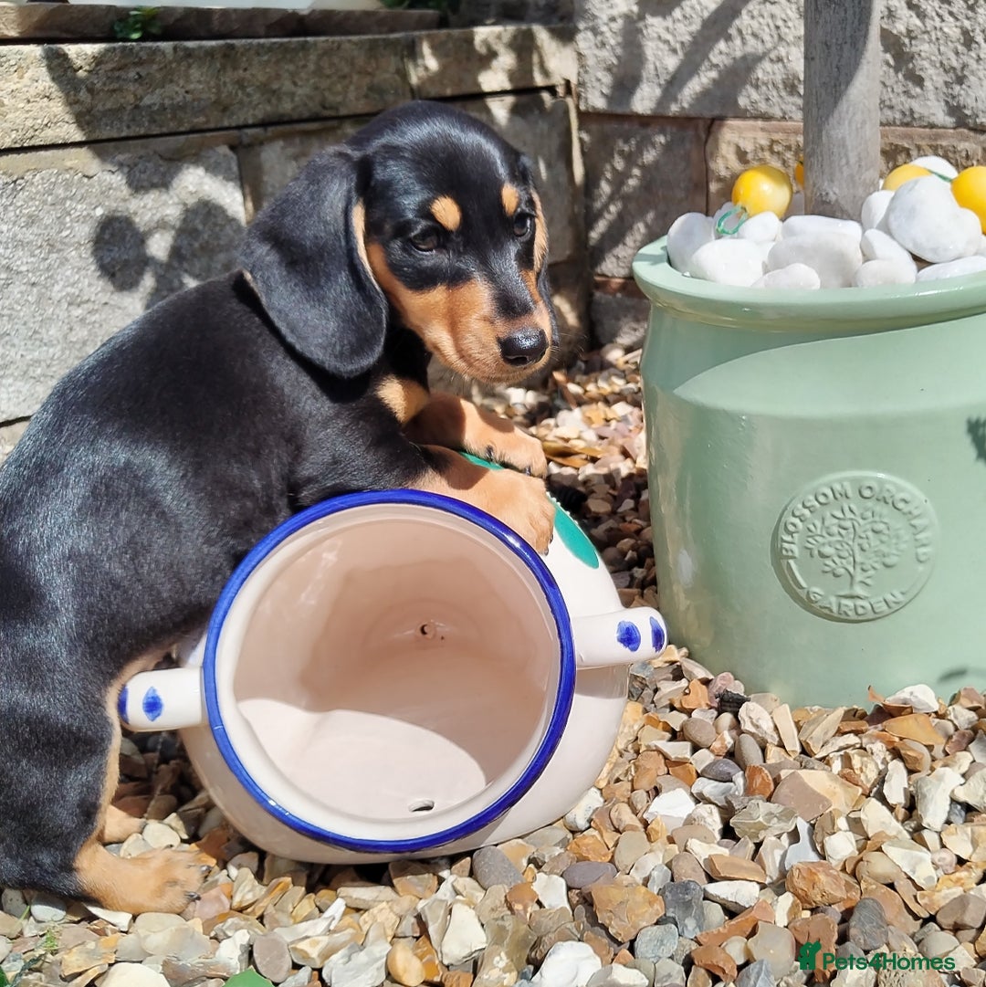 Miniature Dachshund dogs for sale: Mini dachshund  - Image 8