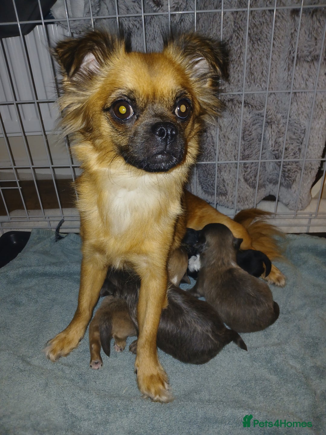 Mixed Breed dogs for sale: JACKAPUGS PUPPIES FOR SALE - Advert 1