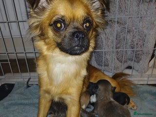 Mixed Breed dogs JACKAPUGS PUPPIES FOR SALE - Advert 1