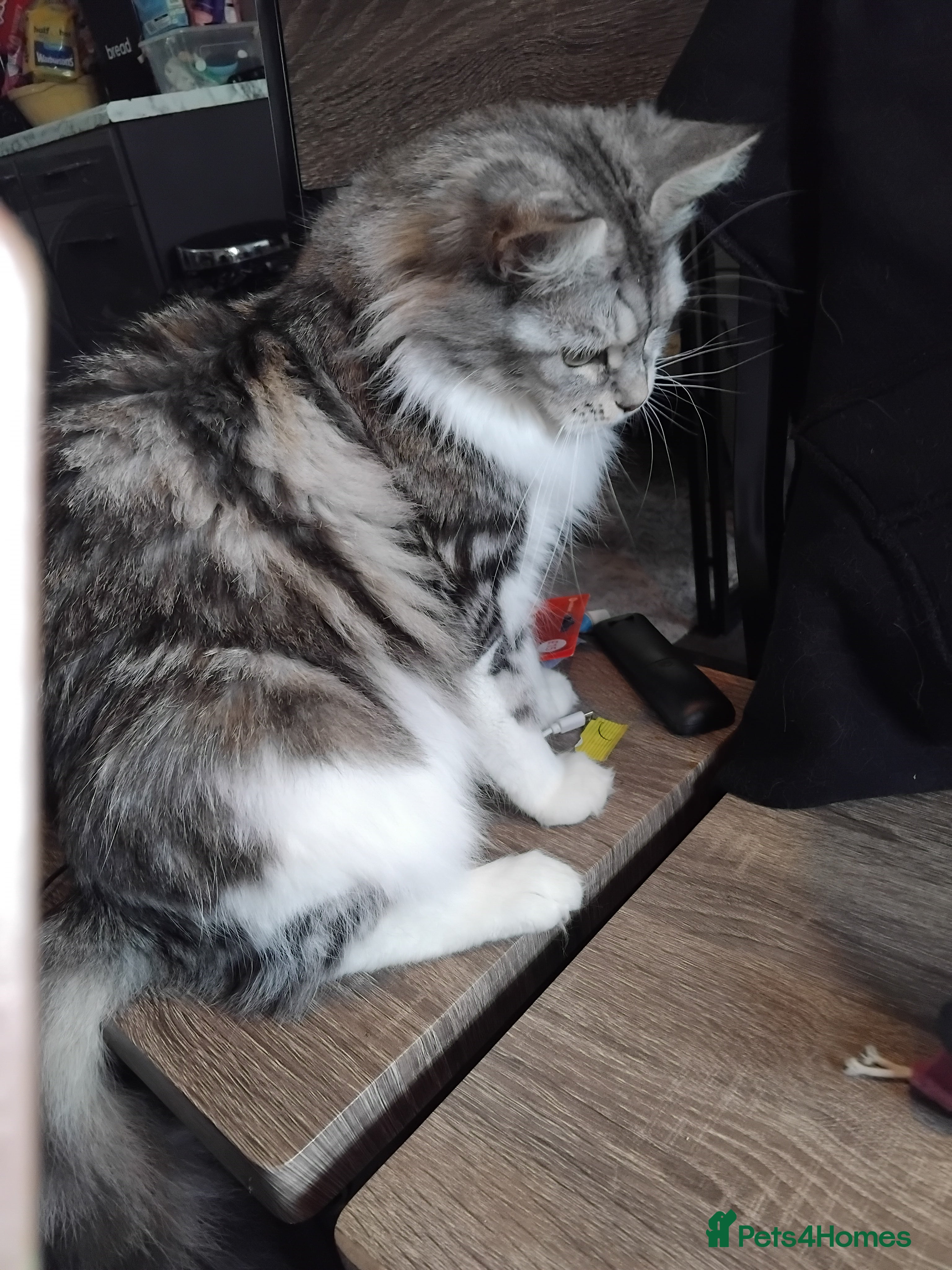 Maine Coon cats 3 beautiful maincoon boys  - Advert 1