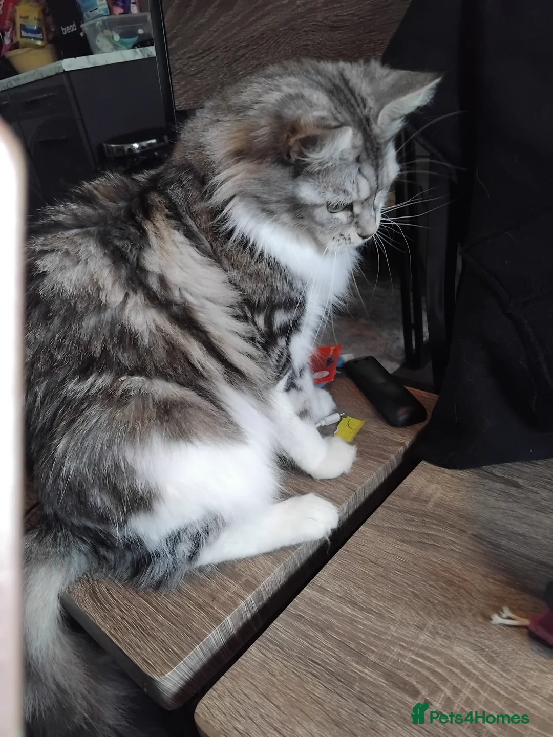 Maine Coon cats for sale: 3 beautiful maincoon boys  - Advert 1