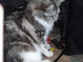 Maine Coon cats 3 beautiful maincoon boys - Advert 2