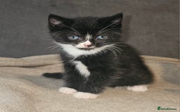 Mixed Breed cats for sale: Ragdoll/Tabby mixed kittens  - Image 11