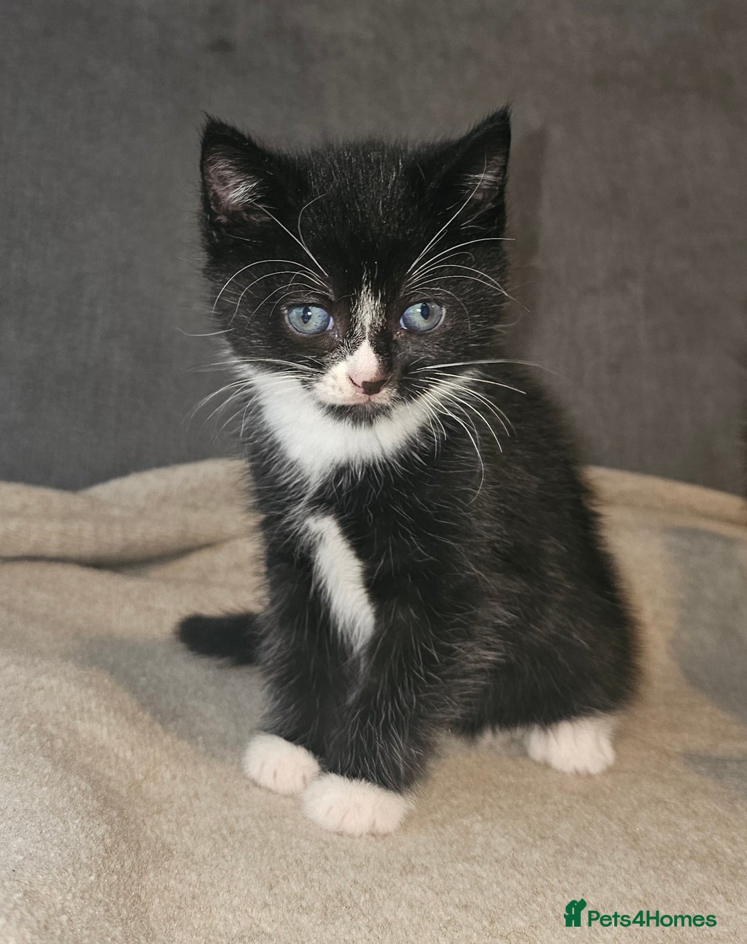 Mixed Breed cats for sale: Ragdoll/Tabby mixed kittens  - Image 11