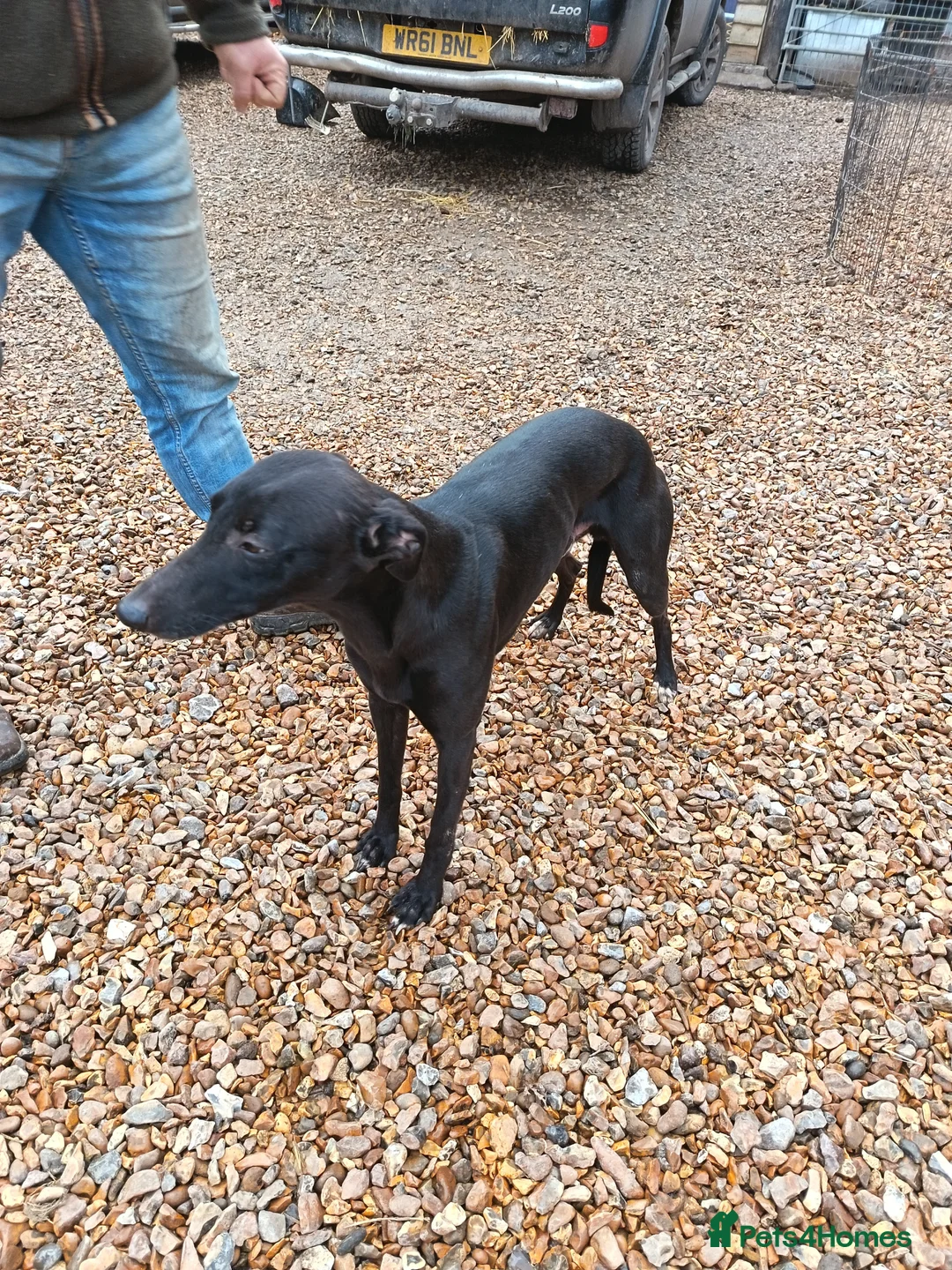 Whippet dogs for sale: KC registered puppies  - Advert 9