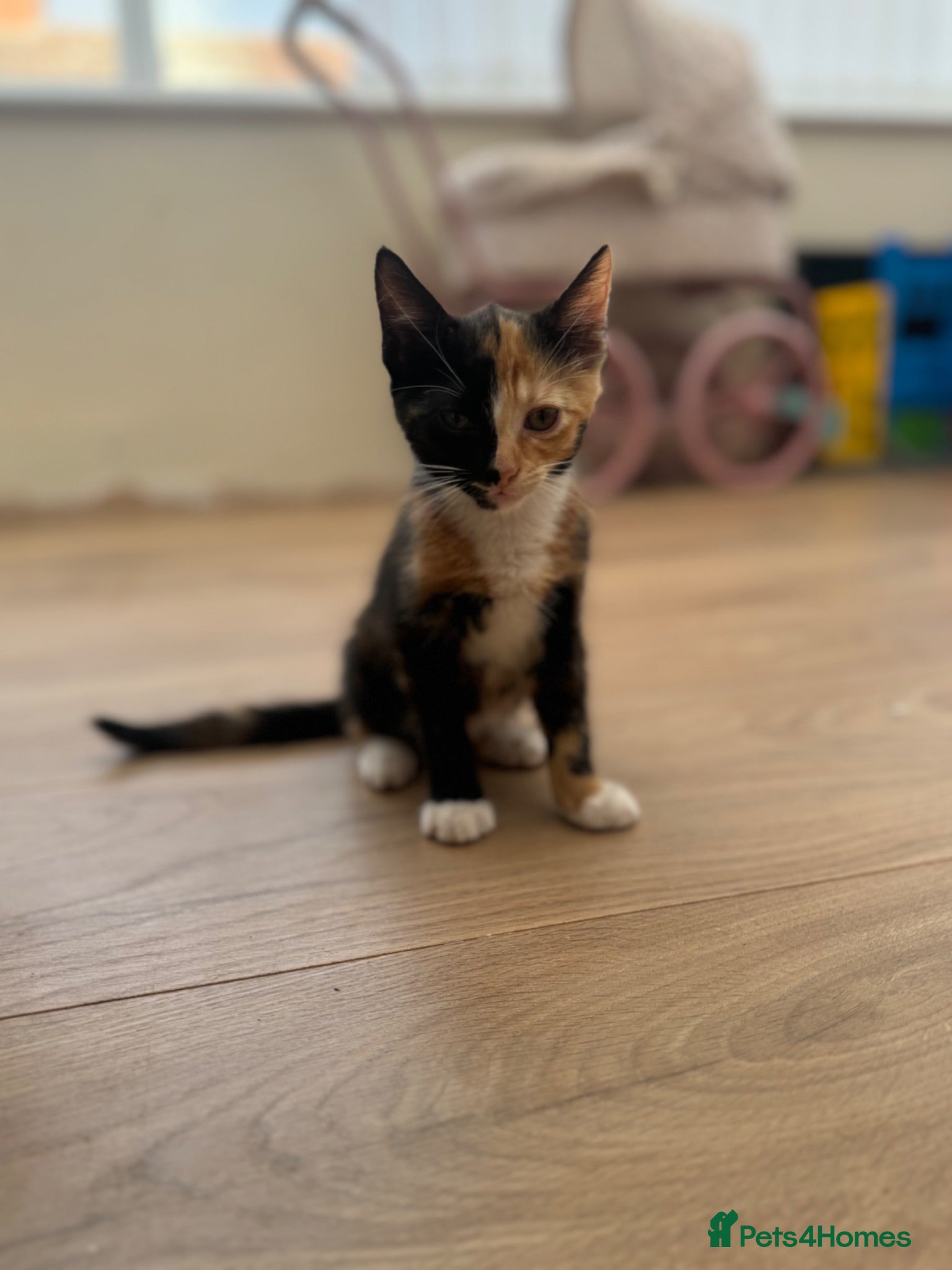 Domestic Shorthair cats Last kitten left of the litter  - Advert 5