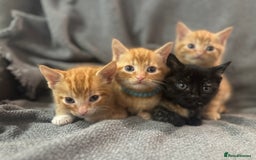 Domestic Shorthair cats for sale: Kitten for sale. Family pet.  - Image 3