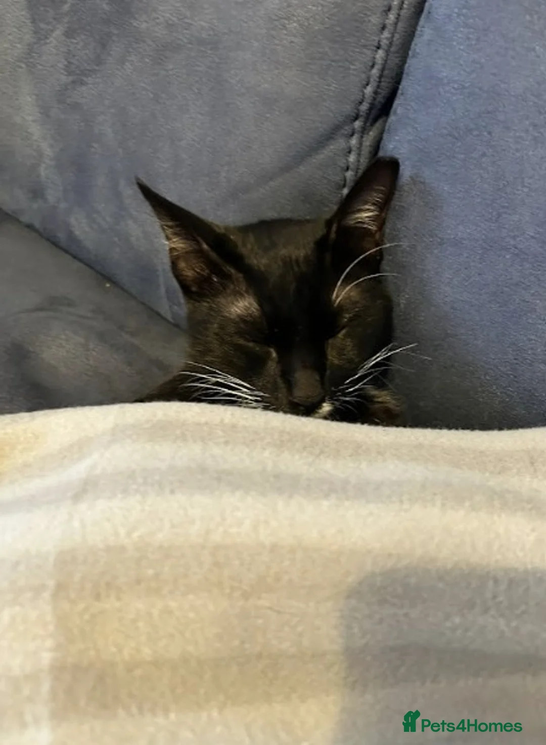 Mixed Breed cats for adoption: Male Cat for Adoption - Advert 5