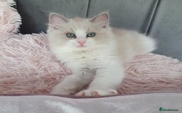 Ragdoll cats for sale: Reduced RARE Brown/mink Green-eyed Ragdoll kittens - Image 4
