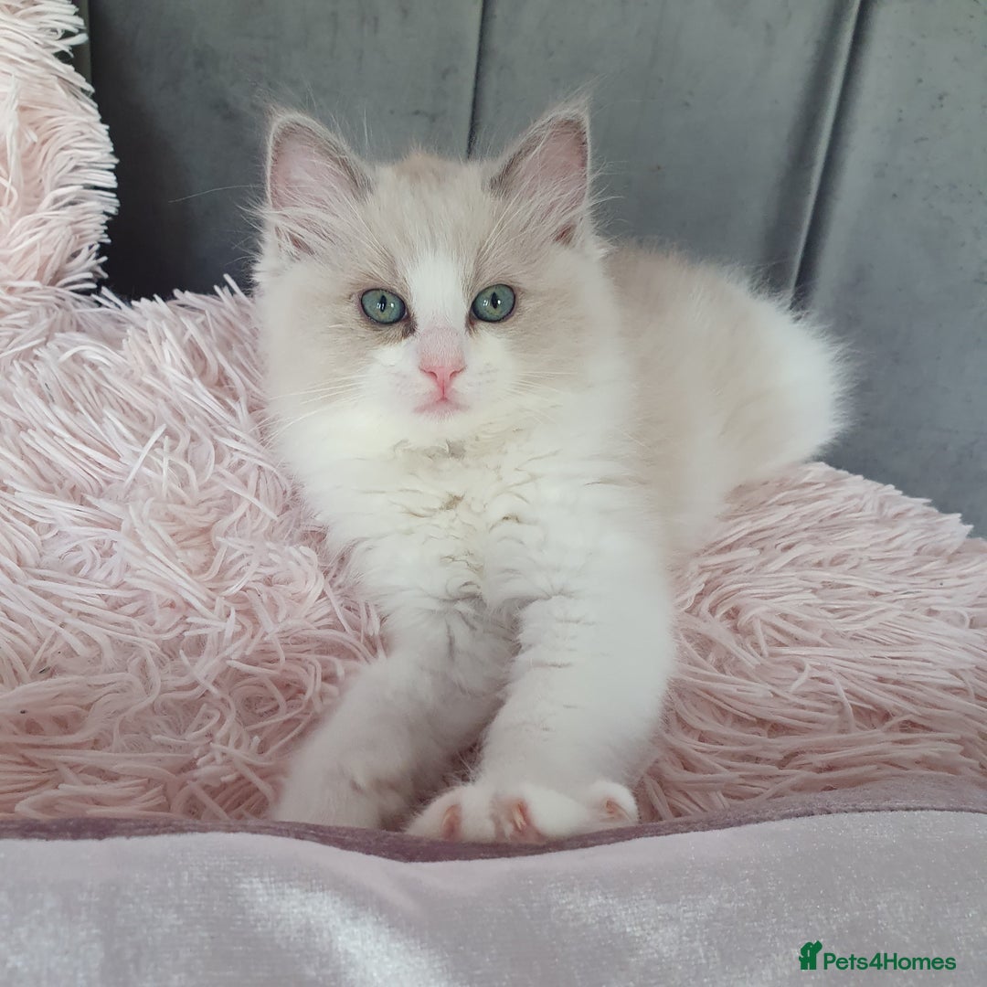 Ragdoll cats for sale: Reduced RARE Brown/mink Green-eyed Ragdoll kittens - Image 4
