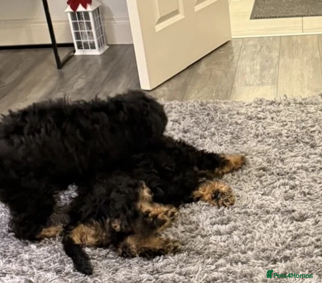 Bernedoodle dogs for sale: Premium Bernedoodle Puppies - Advert 2