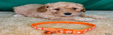 Cavapoochon 7
