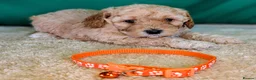 Cavapoochon dogs for sale: Beautiful Cavapoochons - Advert 12