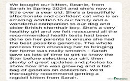 Ragdoll cats for sale: GCCF Registered. Grand Champion Bloodlines. - Image 17