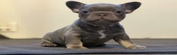 French Bulldog dogs for sale: KC Registered French Bulldog Puppies  in Slough - Advert 30