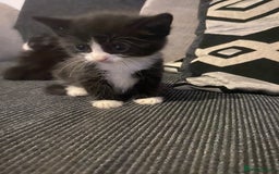 Bombay cats for sale: 3 kittens for sale - Image 5