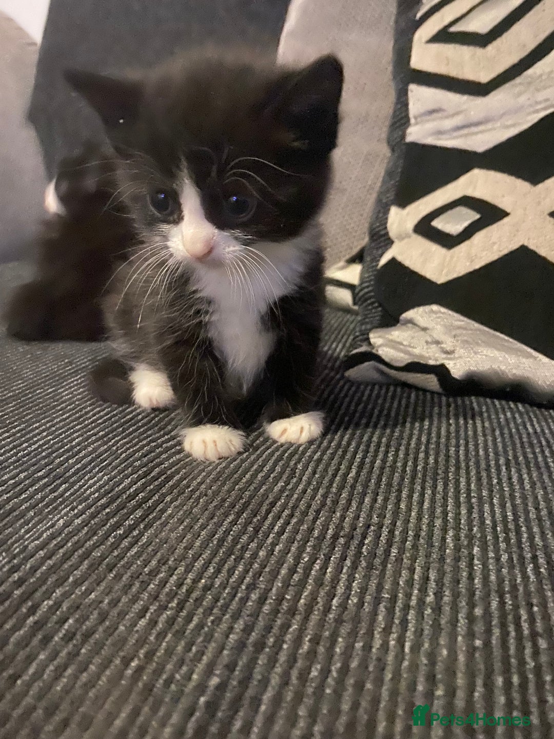 Bombay cats for sale: 3 kittens for sale - Image 5