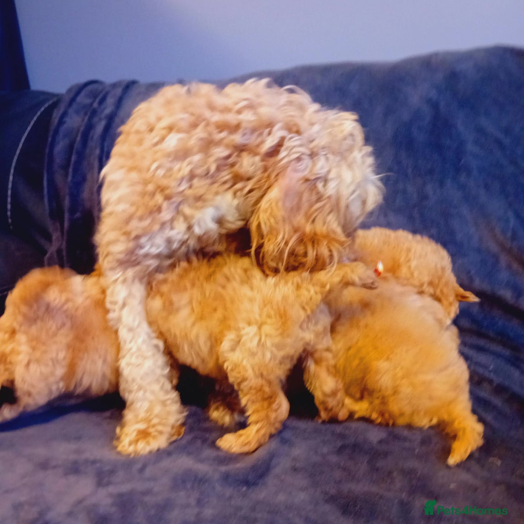 Cockapoo dogs for sale: Stunning cockapoos - Image 10