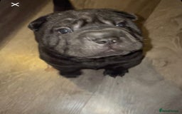 Shar Pei dogs for sale: 2 beautiful full shar pei boys !!!  - Image 7