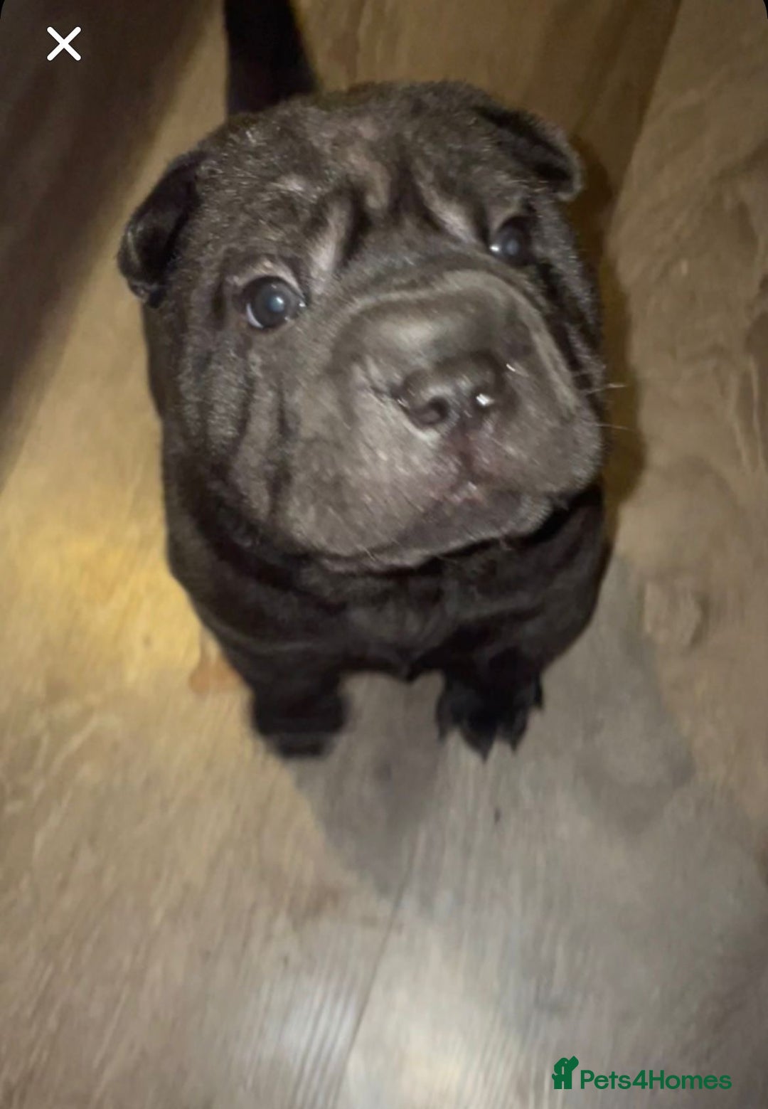 Shar Pei dogs for sale: 2 beautiful full shar pei boys !!!  - Image 7