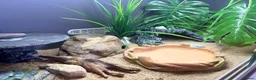 Gecko reptiles for sale: Potato the gecko and vivarium - Advert 8