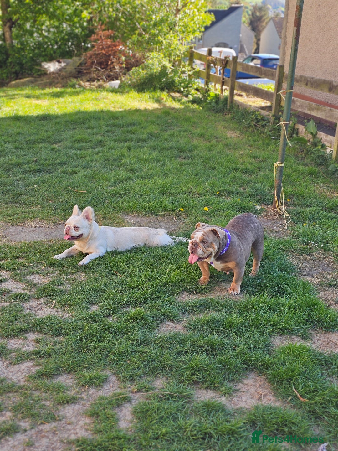 Mixed Breed dogs for sale: Micro exotic,s. - Advert 9