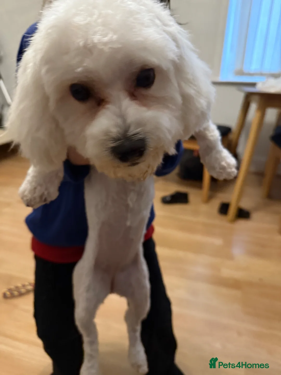 Bichon Frise dogs for sale: 1year old Bichon for sale full of joy in Nelson - Advert 1