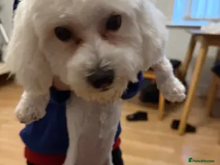 Bichon Frise dogs 1year old Bichon for sale full of joy - Advert 1