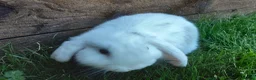 Mini Lop rabbits for sale: Gorgeous Mini Lops  - Advert 6