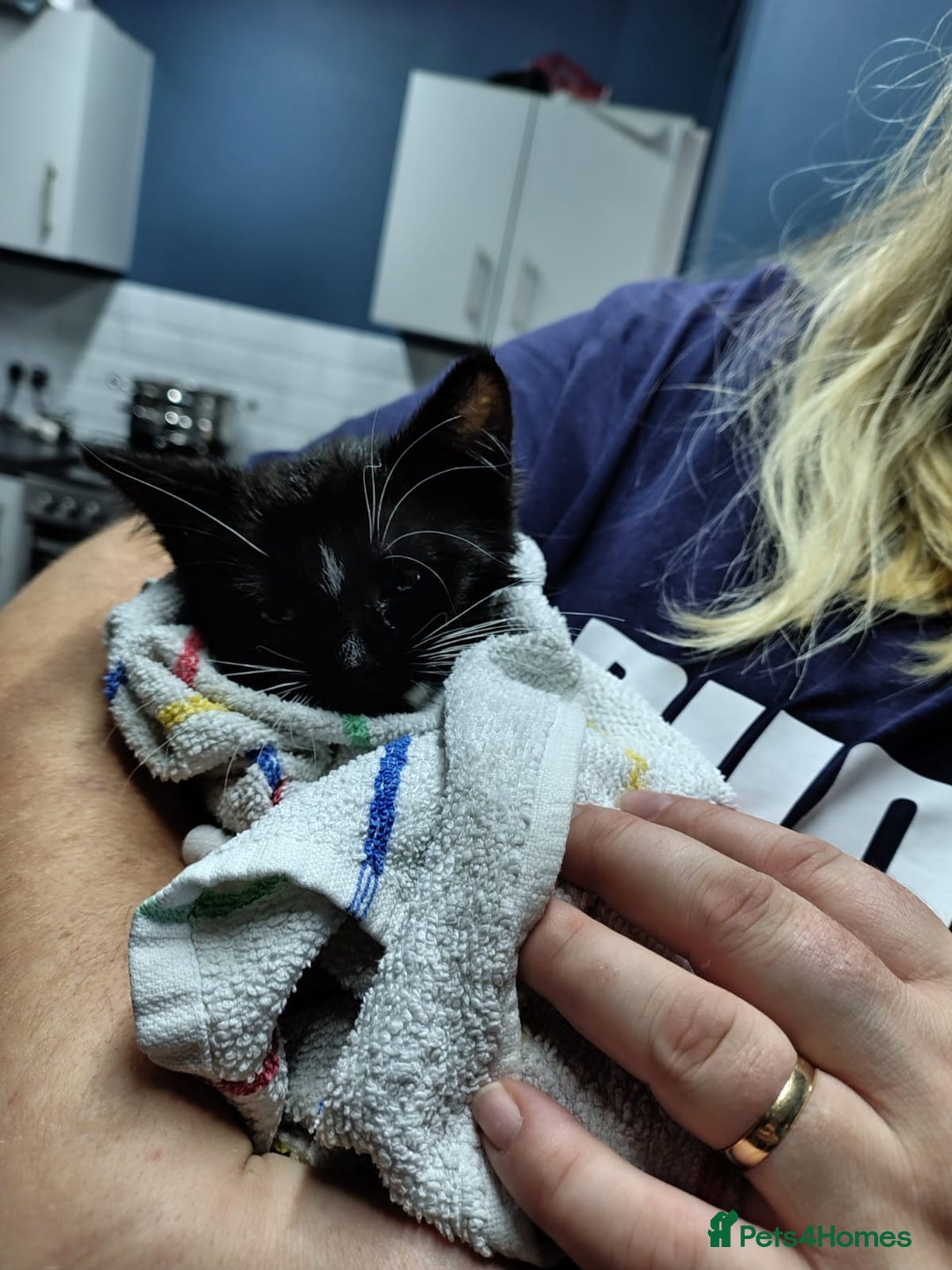 Mixed Breed cats for sale: 10 week old mixed breed  - Advert 8