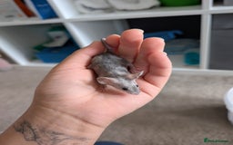Mouse rodents for sale: Fancy mice looking for homes  - Image 7