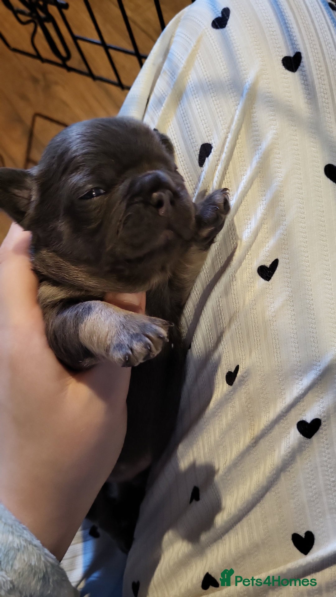 French Bulldog dogs for sale: Frenchie pups  - Advert 12