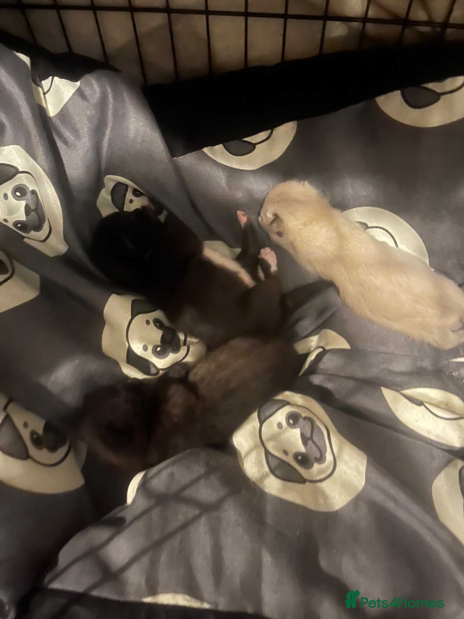 Siamese cats New born kittens  - Advert 10