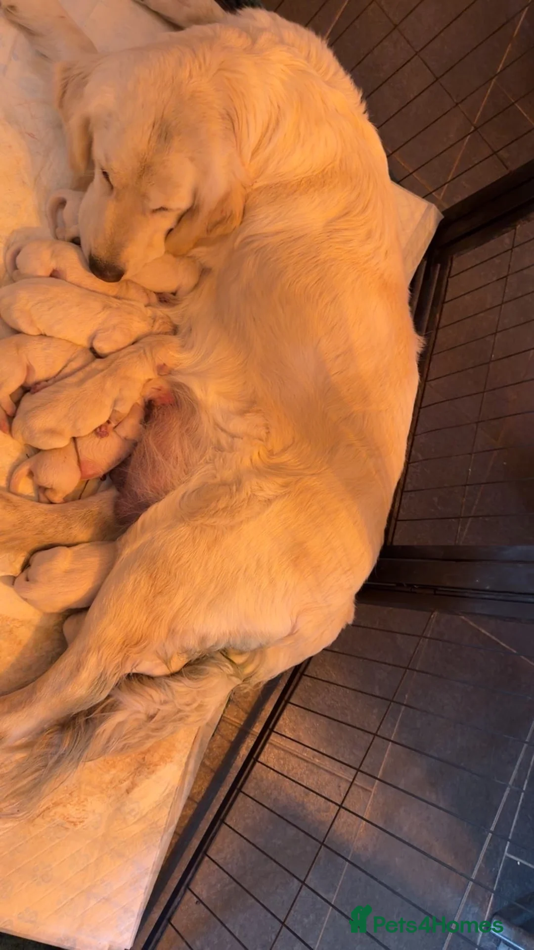 Golden Retriever dogs for sale: Golden Retriever Puppies – 4 Girls & 4 Boys - Advert 2