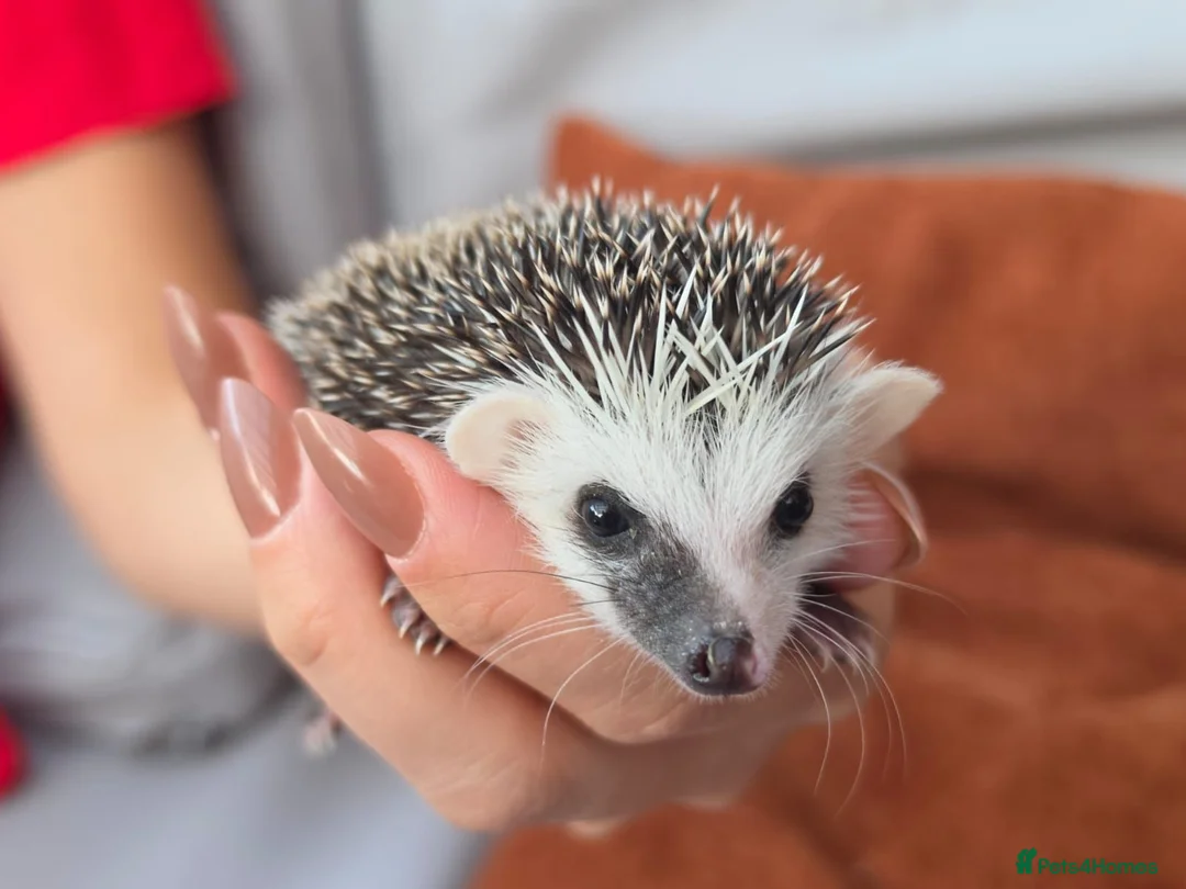 Pygmy Hedgehog rodents for sale: Male split faces african pigmy hedgehog  - Advert 4