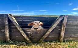 Cocker Spaniel dogs for sale: Cocker Spaniel Puppies  - Image 13