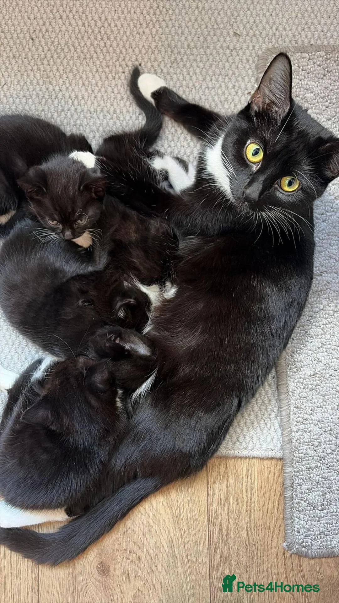 Mixed Breed cats for sale: Adorable Tuxedo Kittens for Sale in Thornton Heath - Advert 1