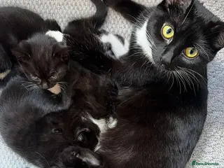 Mixed Breed cats Adorable Tuxedo Kittens for Sale - Advert 1