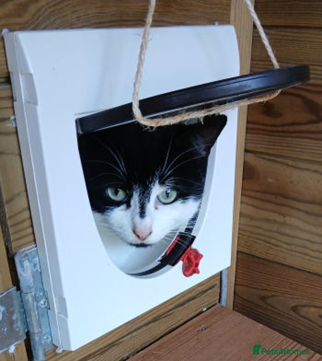 Mixed Breed cats for adoption: BOB,, - Image 5