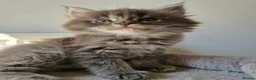 Maine Coon cats for sale: Maine coon kittens  - Advert 7