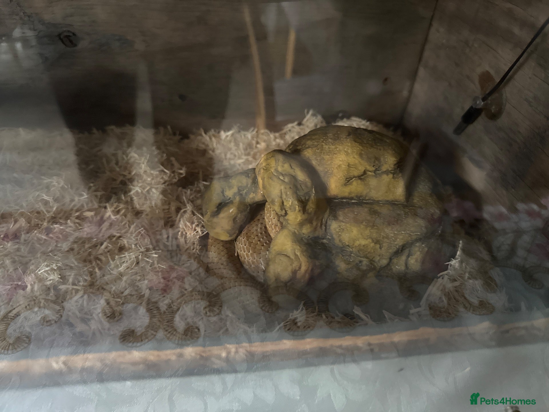 Corn Snake reptiles 4-Year-Old Corn Snake + Complete Vivarium Setup  - Advert 1
