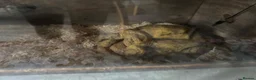 Corn Snake reptiles for sale: 4-Year-Old Corn Snake + Complete Vivarium Setup  - Advert 1