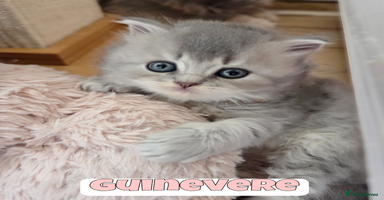 British Shorthair cats - Advert 15