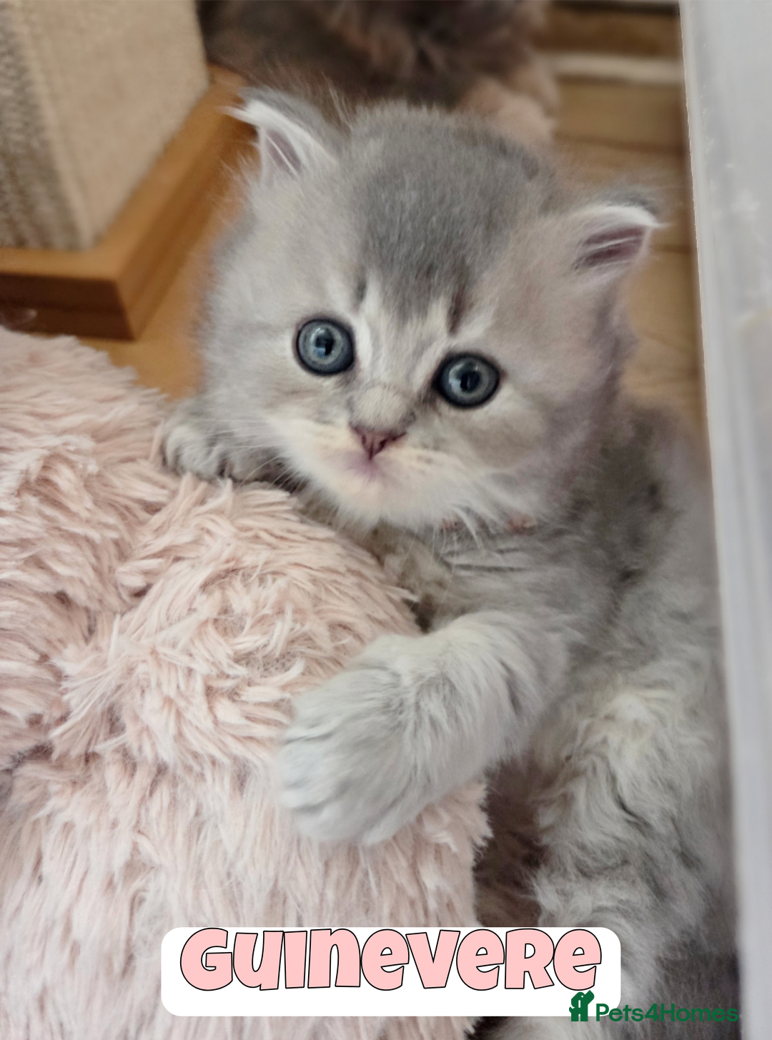 British Shorthair cats for sale: 🧡💙 British Longhair Babies 💙🧡 - Image 3