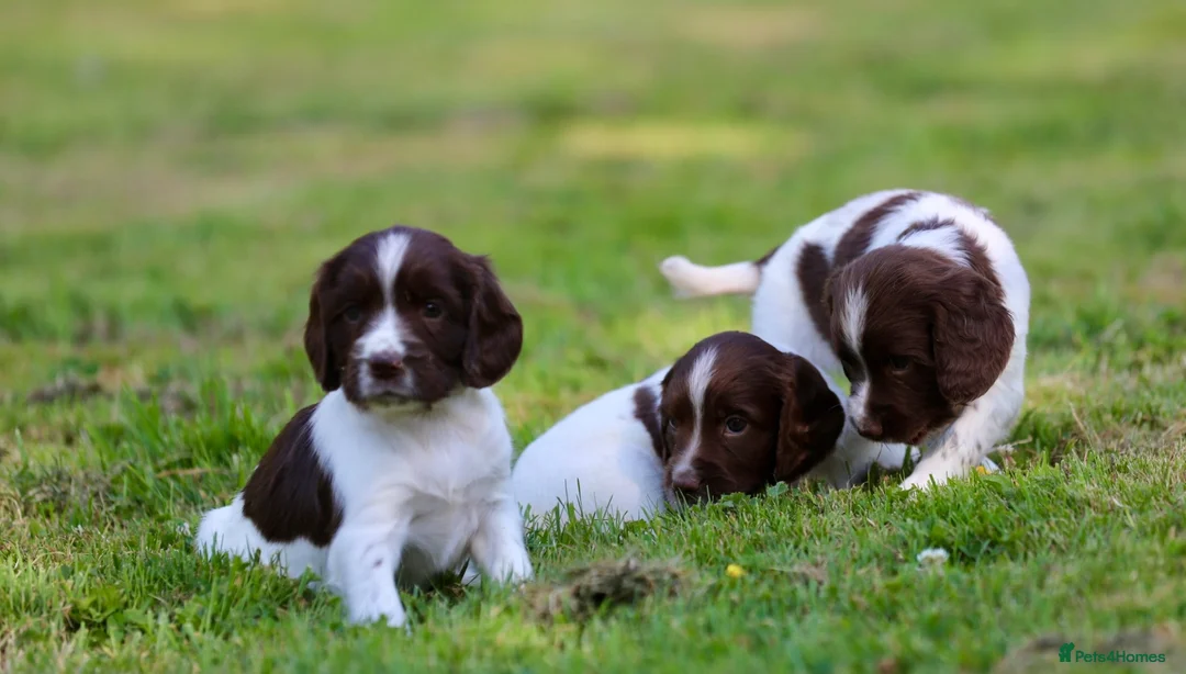 English Springer Spaniel dogs for sale: Kc registered English springer spaniel pups - Advert 1