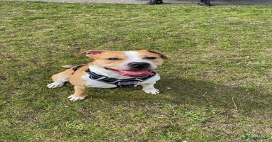 Mixed Breed dogs - Advert 7