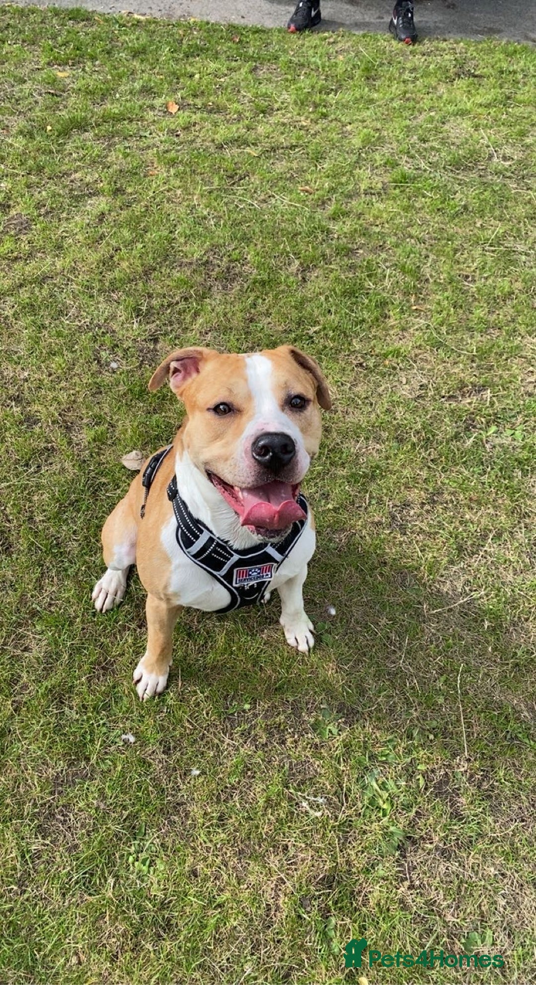 Mixed Breed dogs for sale: Junior  - Image 3